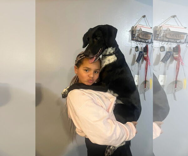 Medium Photo #5 Pointer-Unknown Mix Puppy For Sale in Germantown, OH, USA