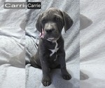 Puppy Carrie Cane Corso