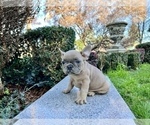 Small #174 French Bulldog