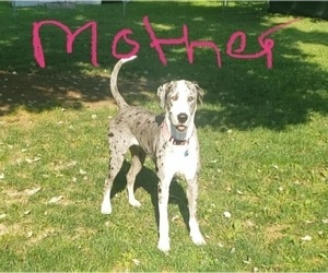 Mother of the Golden Retriever-Great Dane Mix puppies born on 03/11/2023