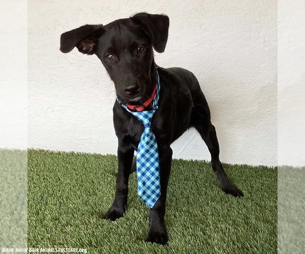 Medium Photo #5 Mutt Puppy For Sale in San Diego, CA, USA