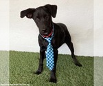 Small Photo #5 Mutt Puppy For Sale in San Diego, CA, USA