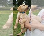 Puppy Blue collar mal Labrador Retriever