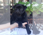 Small Photo #4 Pug Puppy For Sale in ROUND ROCK, TX, USA