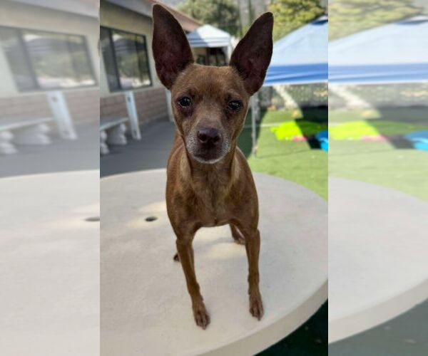 Medium Photo #2 Chihuahua-Unknown Mix Puppy For Sale in La Verne, CA, USA
