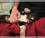Small #3 American Pit Bull Terrier-Labrador Retriever Mix