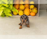 Otis - Male Dachshund Puppy for Sale - Photo #3