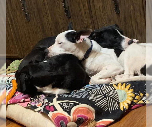 Medium Photo #19 Bullypit Puppy For Sale in Oakhurst, NJ, USA