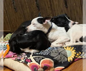 Radar - Ready for Fun! - Male Bullypit Dog for Adoption - Photo #19