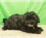 Small #3 Poodle (Toy)