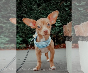 Chiweenie Puppy for sale in OCALA, FL, USA