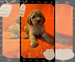 Puppy Puppy 1 Double Doodle