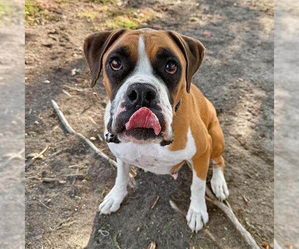 Medium Photo #1 Boxer Puppy For Sale in Aurora, CO, USA