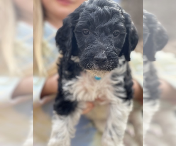 Medium Photo #4 Goldendoodle Puppy For Sale in TIMMONSVILLE, SC, USA