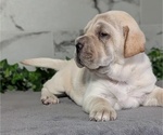 Small #10 Cocker-Pei