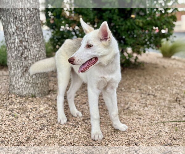 Medium Photo #2 Siberian Husky-Unknown Mix Puppy For Sale in PIPE CREEK, TX, USA