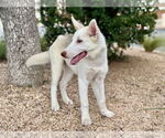 Small #1 Siberian Husky Mix