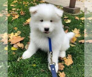 Samoyed Puppy for sale in CHILCOOT, CA, USA