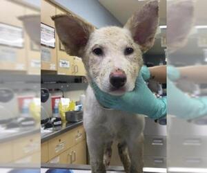 German Shepherd Dog Dogs for adoption in Riverside, CA, USA