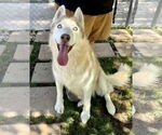 Small #1 Siberian Husky