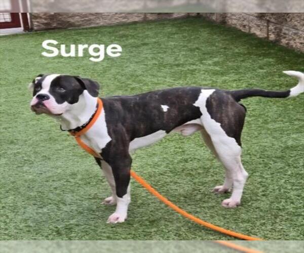 Medium Photo #1 American Bulldog-Unknown Mix Puppy For Sale in Derwood, MD, USA