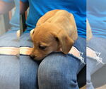 Small #2 German Shorthaired Lab