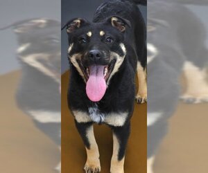 American Pit Bull Terrier-German Shepherd Dog Mix Dogs for adoption in Thief River Falls, MN, USA