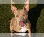 Small Photo #2 American Pit Bull Terrier-Unknown Mix Puppy For Sale in La Verne, CA, USA