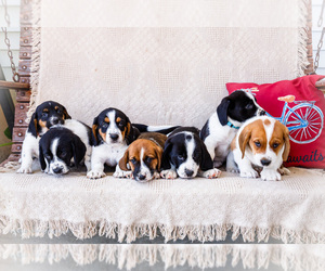 Australian Cattle Dog-Basset Hound Mix Litter for sale in WAKARUSA, IN, USA
