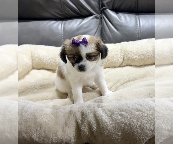 Medium Photo #4 Papillon Puppy For Sale in BELTON, MO, USA