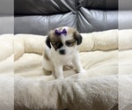 Small #3 Papillon