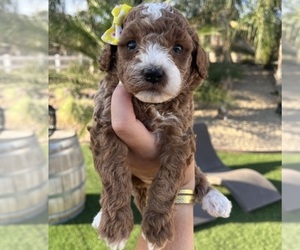 Goldendoodle (Miniature) Puppy for sale in MENIFEE, CA, USA