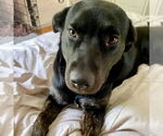 Small #5 Labrador Retriever Mix