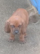 Small Photo #5 Redbone Coonhound Puppy For Sale in OCTAVIA, OK, USA