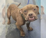 Small Bulldog Mix