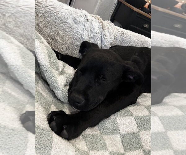 Medium Photo #16 Labrottie Puppy For Sale in Lakewood, CO, USA