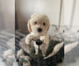 Maltipoo Puppy for sale in ROSEMEAD, CA, USA