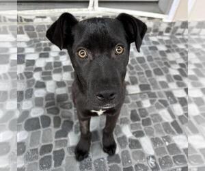 Labrador Retriever-Unknown Mix Dogs for adoption in San Diego, CA, USA