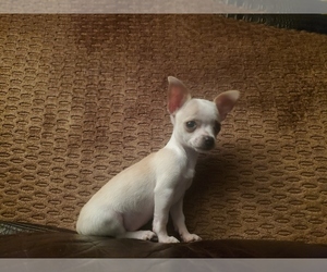 Chihuahua Puppy for sale in TOOL, TX, USA