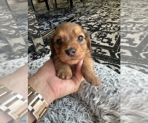 Dachshund Puppy for sale in SAN DIEGO, CA, USA