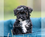 Small #1 Poodle (Toy)