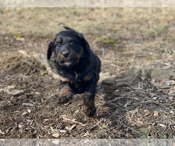 Medium Photo #8 Aussiedoodle Puppy For Sale in WESTMINSTER, MD, USA