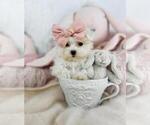 Small #4 Maltese