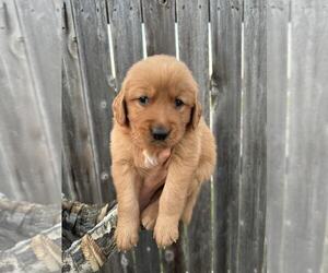 Golden Retriever Puppy for sale in ARDMORE, OK, USA