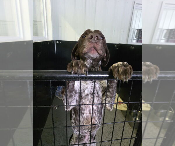 Medium Photo #3 German Shorthaired Pointer Puppy For Sale in Osgood, IN, USA