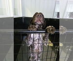 Small #2 German Shorthaired Pointer