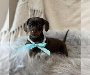 Dachshund Puppy for sale in ORO VALLEY, AZ, USA