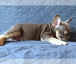 Small Photo #37 French Bulldog Puppy For Sale in MANHATTAN, NY, USA