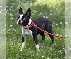Boston Terrier Dogs for adoption in Yardley, PA, USA