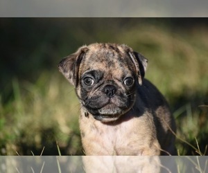 Pug Puppy for sale in PALM COAST, FL, USA